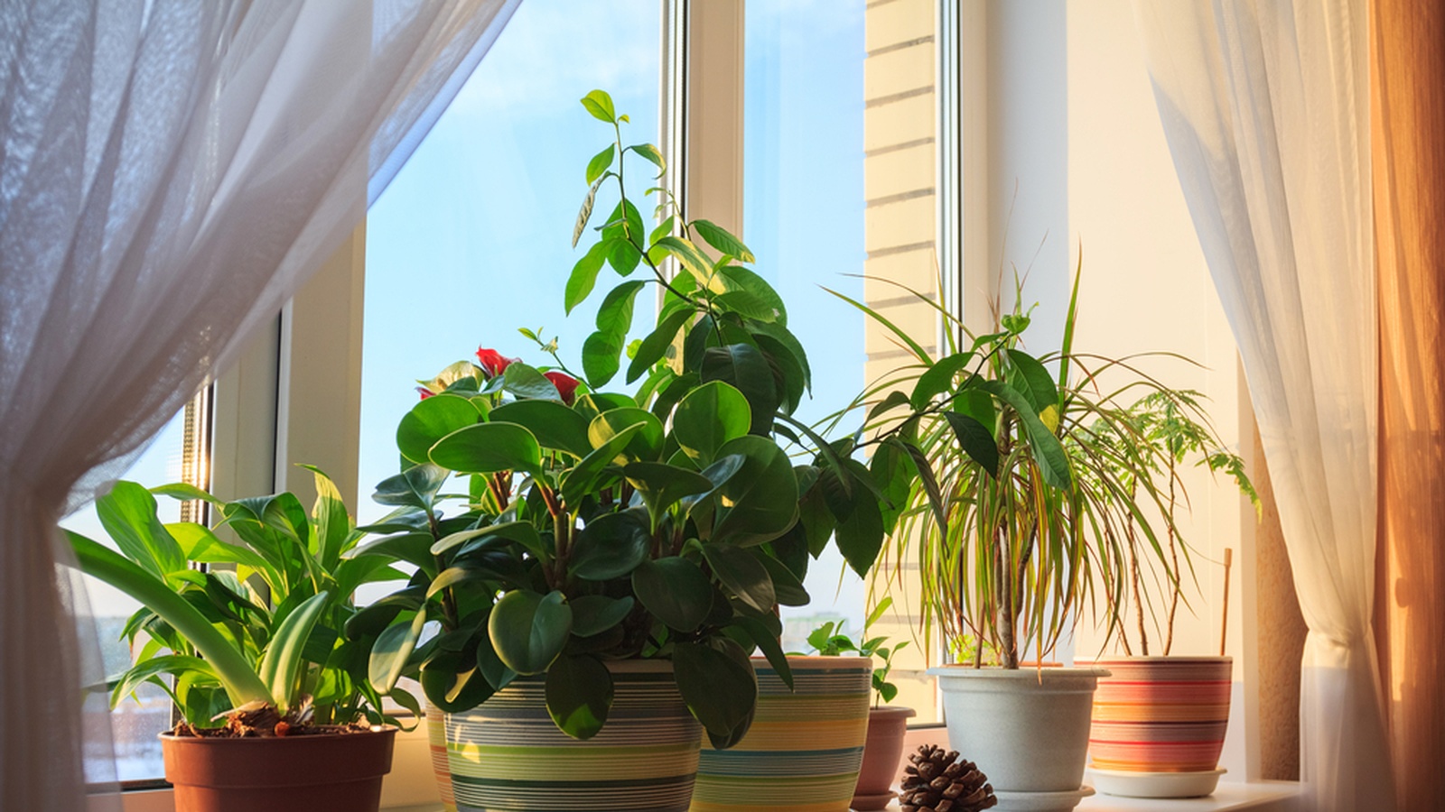 looking after indoor plants
